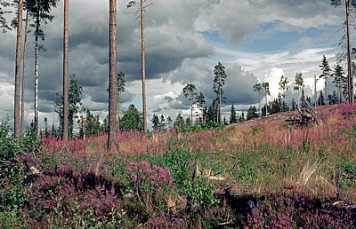 Landschaft - Småland
