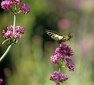 Schmetterling - Butrint