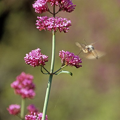 Insekt im Anflug auf eine Blüte - Butrint
