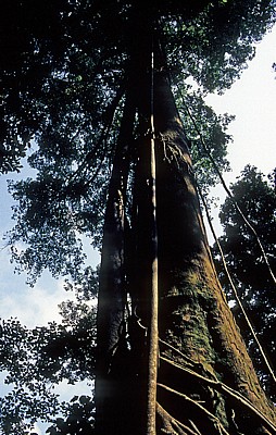 Baum - Leuser National Park