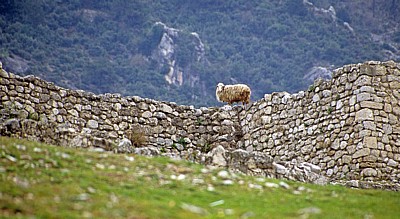Schaf auf der Festungsmauer - Kruja