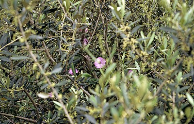 Ackerwinde (Convolvulus arvensis) in einem Olivenbaum (Olea europaea) - Bosa