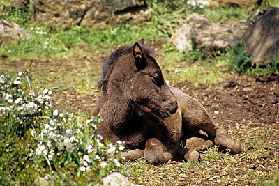 Wildpferd-Fohlen (Cavallini della Giara) - Giara di Gesturi