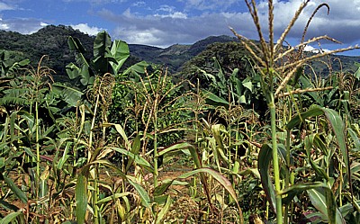 Obst- (Bananen, Mandarinen) und Maisanbau (mix cropping) - Chimanimani Mountains
