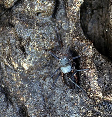 Insekt - Masvingo