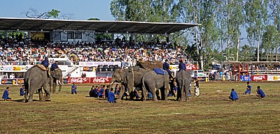 Elephant Round-up - Surin