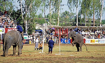 Elephant Round-up: Elefanten beim Basketball - Surin