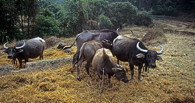 Wasserbüffel - Doi Inthanon-Nationalpark