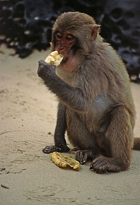 Monkey Island: Affe - Halong Bay