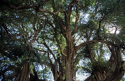 Árbol de Tule (Taxodium mucronatum) - Santa Maria del Tule
