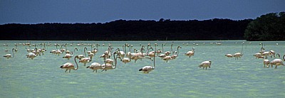 Flamingos (Phoenicopterus ruber) - Reserva de la Biósfera Ría Celestún