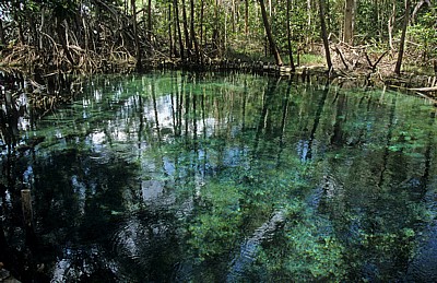 Ojo de Agua Baldiosera: Süßwasserquellteich - Reserva de la Biósfera Ría Celestún