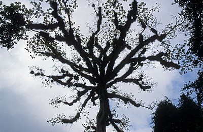 Kapokbaum (Ceiba pentandra) - Tikal