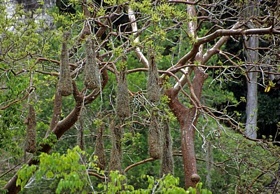 Hängende Nester des Montezuma-Goldschwanzes (Psarocolius Montezuma) - Tikal