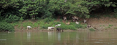 Rinder am Ufer - Rio Usumacinta