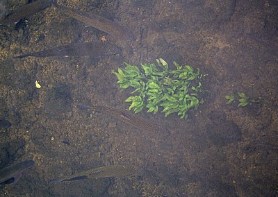 Forellen im Fluß Coln - Bibury