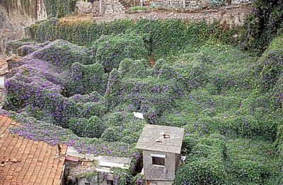 Ackerwinden (Convolvulus arvensis) überwuchern Teile der Altstadt - Porto