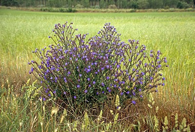 Jakobsweg (Camino Francés): Blaue Blumen am Wegesrand - Castilla y León