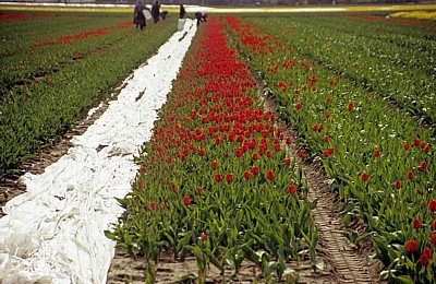 Blumenfelder: Tulpen-(Tulipa) Ernte - Lisse