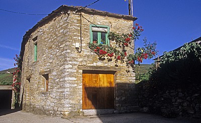 Jakobsweg (Camino Francés): Traditionelles Haus mit Rosenstöcken - La Faba