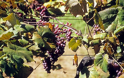 Jakobsweg (Caminho Português):  Zwischen Tivo und Caldas de Reis – Weinreben (Vitis vinifera) - Galicia