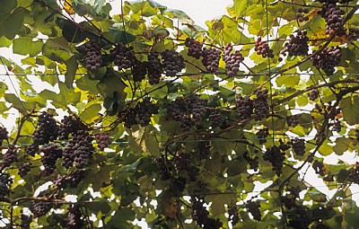 Jakobsweg (Caminho Português): Auf dem Weg nach O Pino - Weinreben (Vitis vinifera) - Galicia