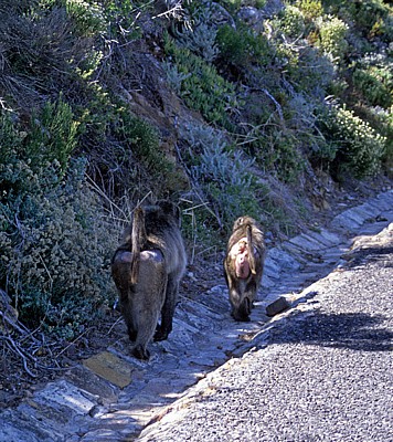 Bärenpaviane (Papio ursinus) - Cape of Good Hope Nature Reserve