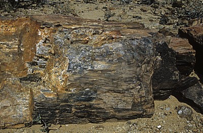 Versteinerter Wald: Fossiler Baumstamm - Khorixas