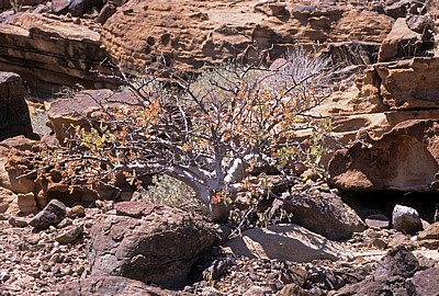 Vegetation in der Wüste - Twyfelfontein