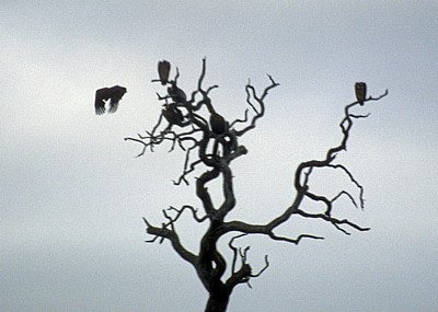 Geier auf einem abgestorbenen Baum - Kruger National Park