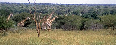 Kapgiraffe ( G. c. capensis camelopardalis giraffa) nähern sich zwei Geparden (Acinonyx jubatis) - Kruger National Park