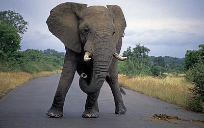 Afrikanischer Elefant (Loxodonta africana) auf der Straße - Kruger National Park