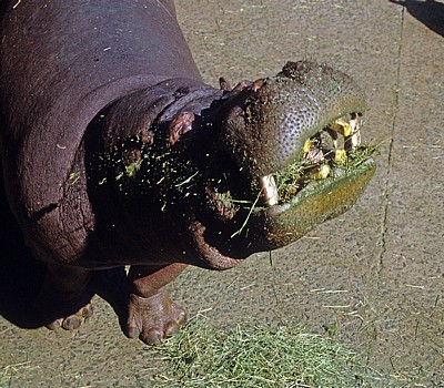 National Zoological Gardens: Flusspferd (Hippopotamus amphibius) - Pretoria