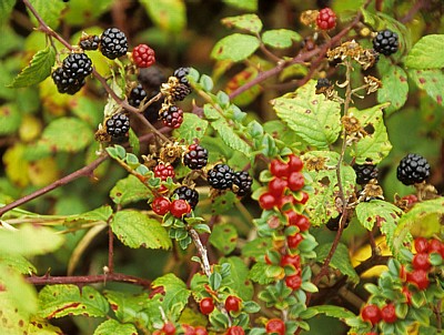 Brombeeren (Rubus sectio Rubus) - Conwy