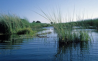 Wasserführender Kanal - Okavango-Delta