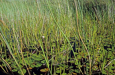 Seerosen (Nymphaea caerulea) - Okavango-Delta