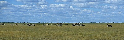 Ntwetwe Pan (Salzpfanne): Steppenzebras (Equus quagga)  - Makgadikgadi-Pfannen