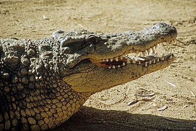 Krokodilfarm: Nilkrokodil (Crocodylus niloticus) mit geöffnetem Maul - Otjiwarongo