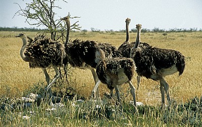 Afrikanische Strauße (Struthio camelus) - Etosha Nationalpark