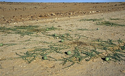 Namib: Tsamma-Melonen (Citrullus lanatus) - Erongo