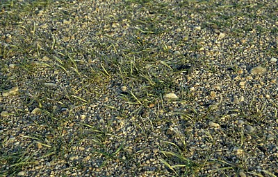 Namib: Gras - Erongo