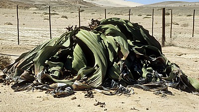 Welwitschia-Drive: Eingezäunte Welwitschia (Welvitischa mirabilis, weiblich) - Namib