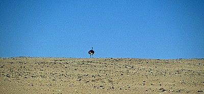 Welwitschia-Drive: Afrikanischer Strauß (Struthio camelus) - Namib