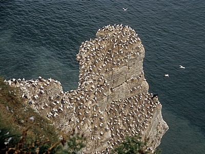 Bempton Cliffs: Basstölpel (Morus bassanus) - Bempton