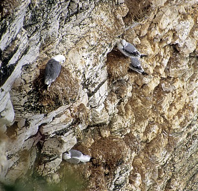 Bempton Cliffs: Dreizehenmöwen (Rissa tridactyla) - Bempton