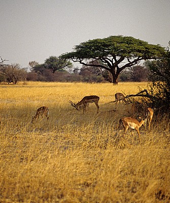 Impalas (Aepyceros melampus) - Hwange National Park