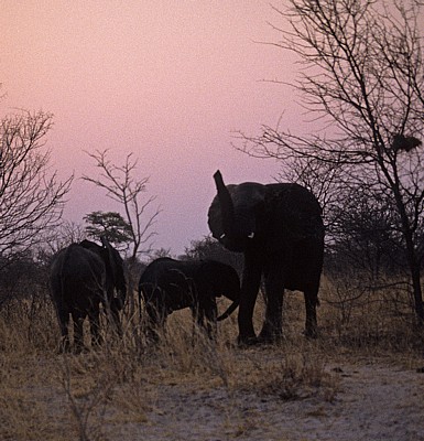 Afrikanische Elefanten (Loxodonta africana) - Hwange National Park