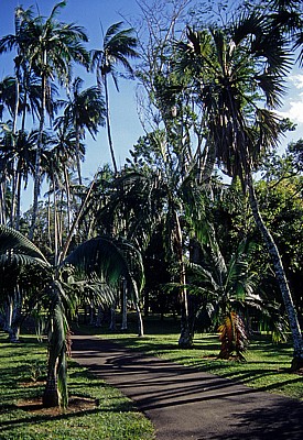 Sir Seewoosagur Ramgoolam Botanical Garden (Pamplemousses Botanical Garden): Diverse Palmen - Pamplemousses