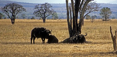Afrikanische Büffel (Kaffernbüffel, Syncerus caffer) im Schatten eines Baumes - Mikumi Nationalpark