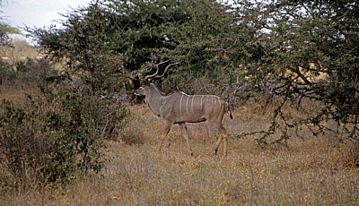 Großer Kudu (Tragelaphus strepsiceros) - Selous Wildreservat